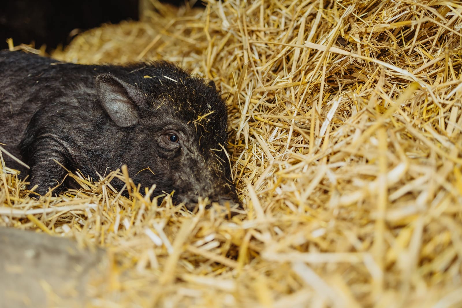 Schwein Ralphy's Ranch